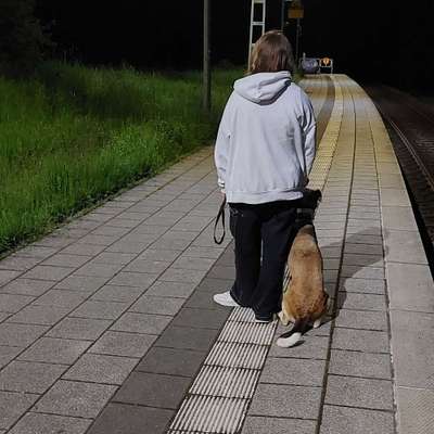 Hundetreffen-Suche Antiagressions trainer für meinen Hund