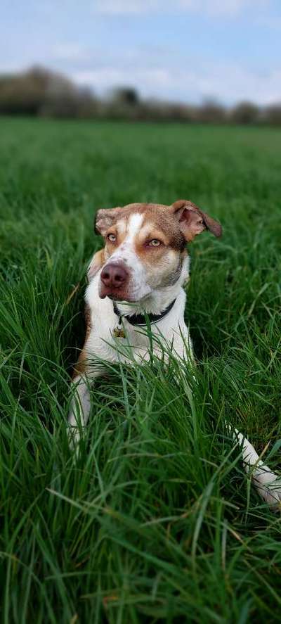 Hundetreffen-Such Trainings Partner-Bild