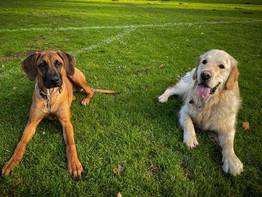 Bester Freund, Hundekumpel - zeigt her!-Beitrag-Bild
