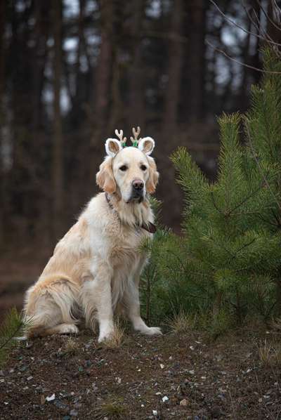 Fotochallange nr. 106
Der geschmückte Hund.-Beitrag-Bild