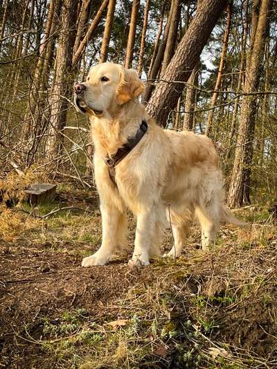 Wo sind die Golden Retriever Liebhaber?-Beitrag-Bild