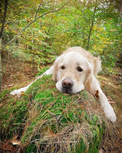 Dogorama Photo Challenge - Gassipause-Beitrag-Bild