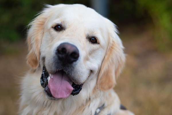 Fotochallange Nr. 57     PORTRÄT.   Beendet!!!!!!!!-Beitrag-Bild