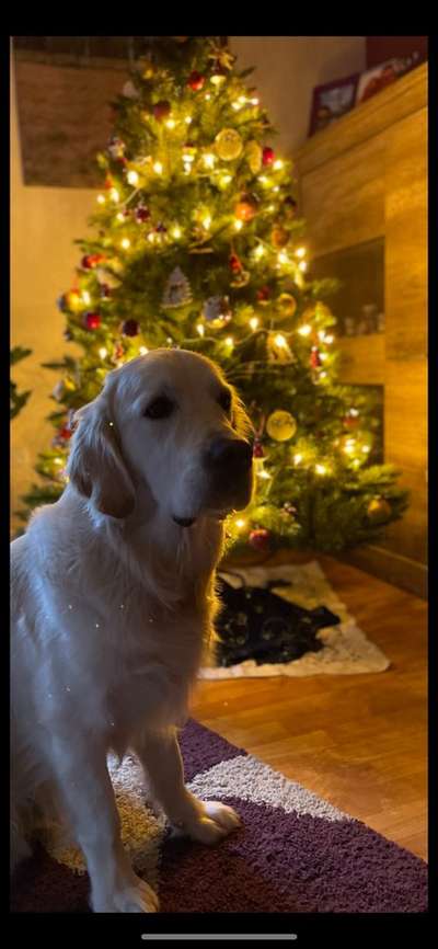 It's beginning to look a lot like.....-Beitrag-Bild