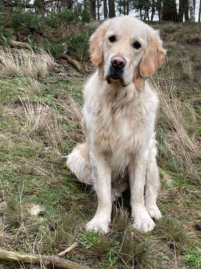 Dogorama Photo Challenge - Hundeblick zum hinschmelzen-Beitrag-Bild