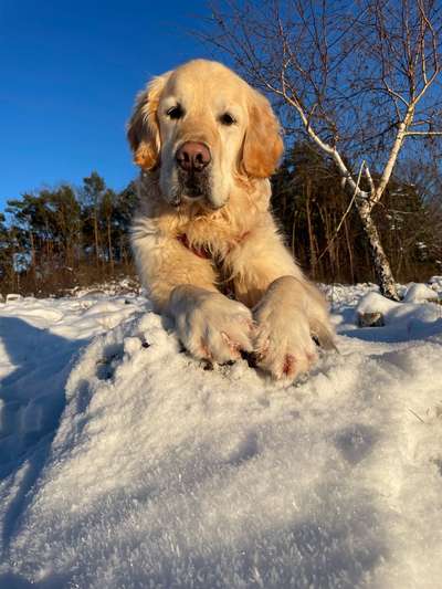 Wo sind die Golden Retriever Liebhaber?-Beitrag-Bild