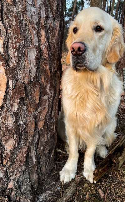 Wo sind die Golden Retriever Liebhaber?-Beitrag-Bild