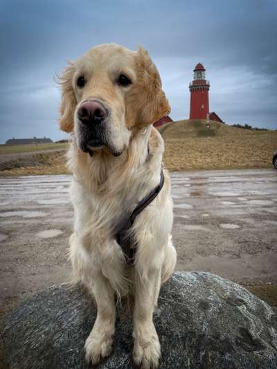 Dogorama Photo Challenge - Tierischer Urlaub-Beitrag-Bild