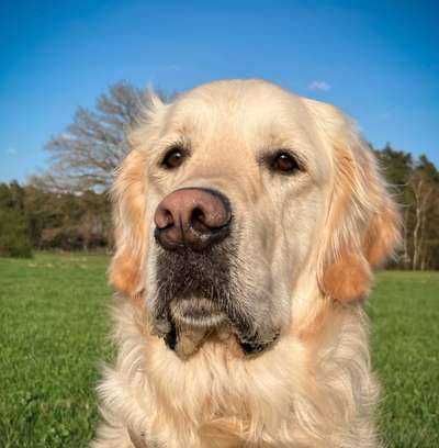 Dogorama Photo Challenge - Portrait-Beitrag-Bild