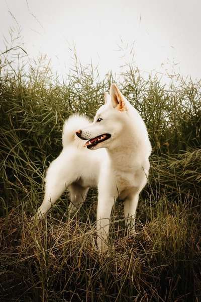 Shiba Inu und andere japanische Rassen!-Beitrag-Bild