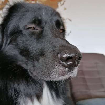 Hundetreffen-Große Hunde gesucht!-Bild