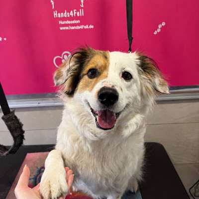 Hundefriseure-Hands4fell-Bild