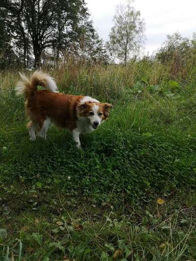 Dein Hund im Dogorama-Kalender 2021-Beitrag-Bild