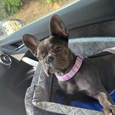 Hundetreffen-Welpen Treffen Frenchie-Bild