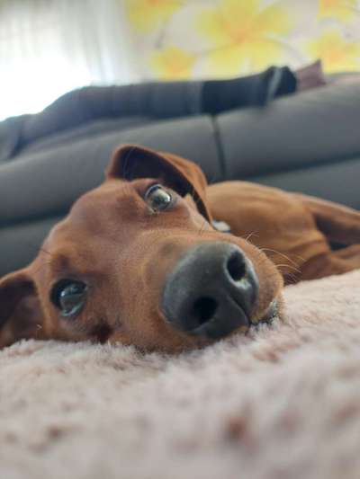 Hundetreffen-Gassi-Partner gesucht-Bild