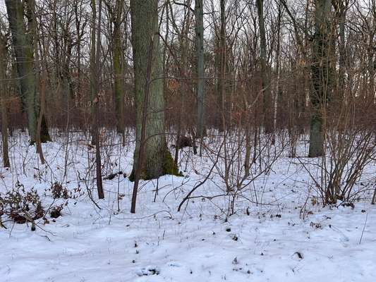 Giftköder-Wildschwein-Bild