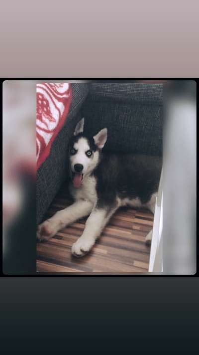 Nordische Hunde-Beitrag-Bild