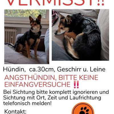 Suchmeldung-Mia-Bild