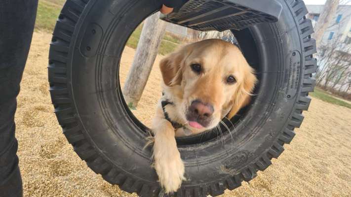 Tongue Out Tuesday-Beitrag-Bild