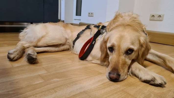 grumpy dog 😅-Beitrag-Bild