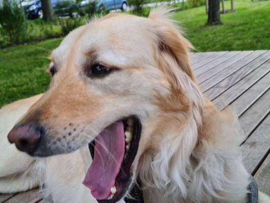 Dogorama Photo Challenge - Dein Hund beim Gähnen-Beitrag-Bild