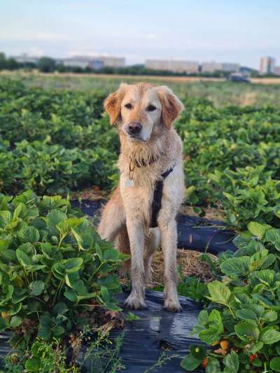 Wo sind die Golden Retriever Liebhaber?-Beitrag-Bild