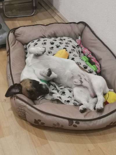 Dein Hund im Dogorama-Kalender 2021-Beitrag-Bild