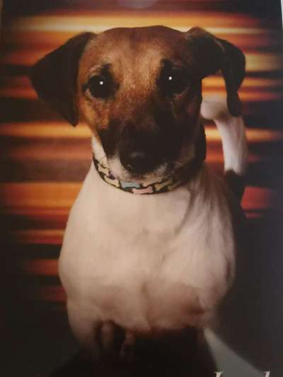 Dein Hund im Dogorama-Kalender 2021-Beitrag-Bild