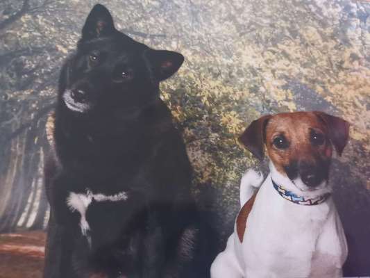 Dein Hund im Dogorama-Kalender 2021-Beitrag-Bild