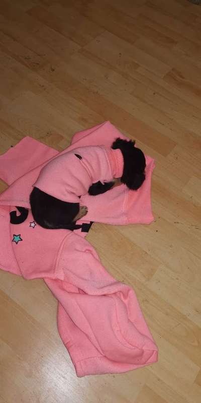 Kleidung für Chihuahua Mädchen (5 Monate jung)-Beitrag-Bild