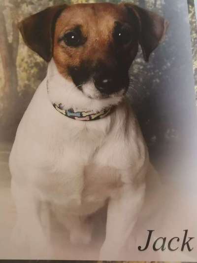 Dein Hund im Dogorama-Kalender 2021-Beitrag-Bild