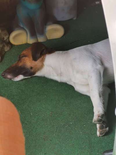 Dein Hund im Dogorama-Kalender 2021-Beitrag-Bild