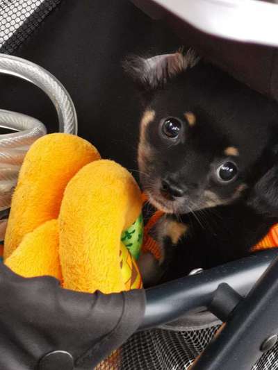 Welpen Bilder !-Beitrag-Bild