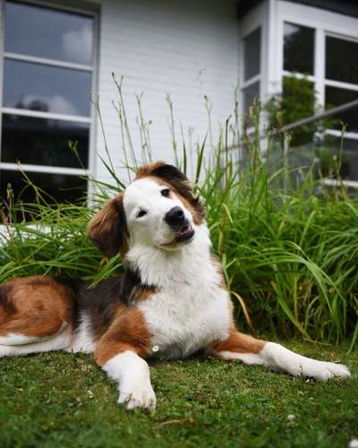 Berner Sennen-Beitrag-Bild