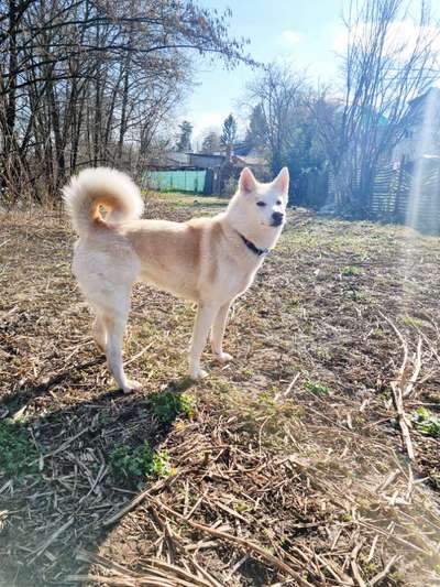 Mischlinge raten - Rätselspaß-Beitrag-Bild