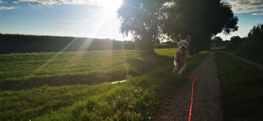 Fotochallenge 66 ~ Rennaction -Zeig deinen Hund im Lauf-Beitrag-Bild