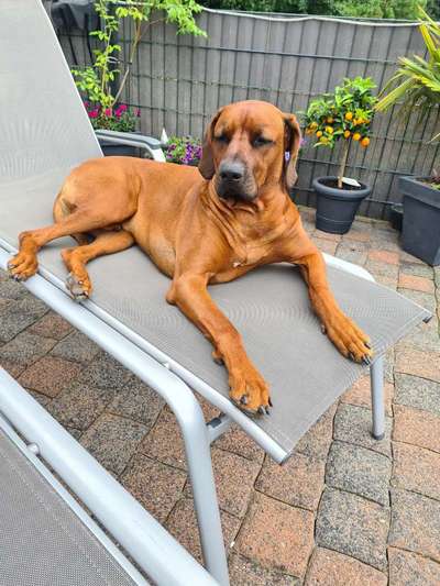 Rhodesian Ridgeback-Beitrag-Bild