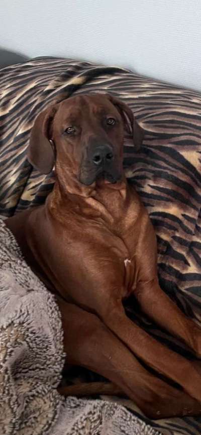 Dogorama Photo Challenge - Hundeblick zum hinschmelzen-Beitrag-Bild