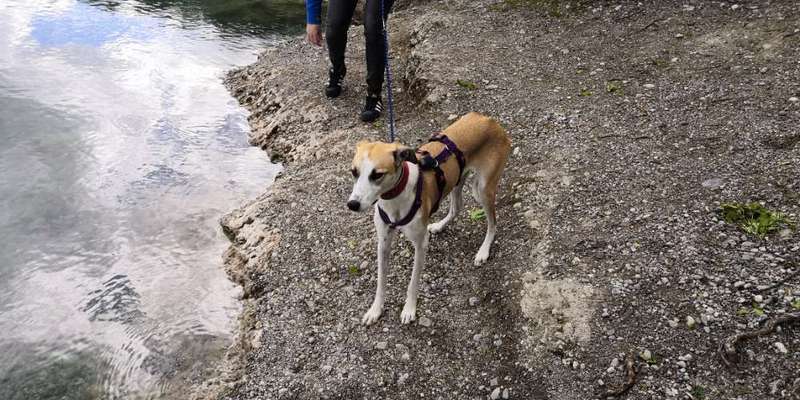 Podencomischling oder Podenco-Beitrag-Bild