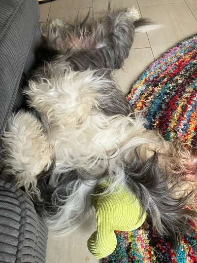 Decke für Hunde denen schnell warm ist-Beitrag-Bild