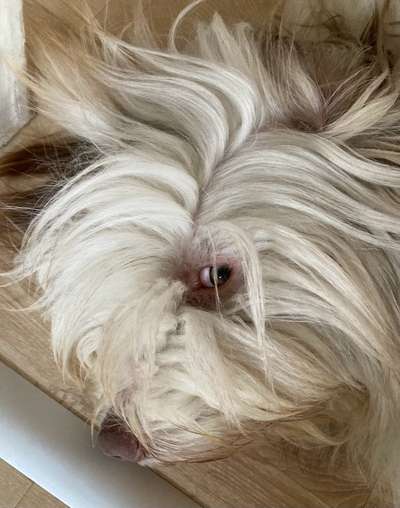 Die Augen Deines Hundes-Beitrag-Bild