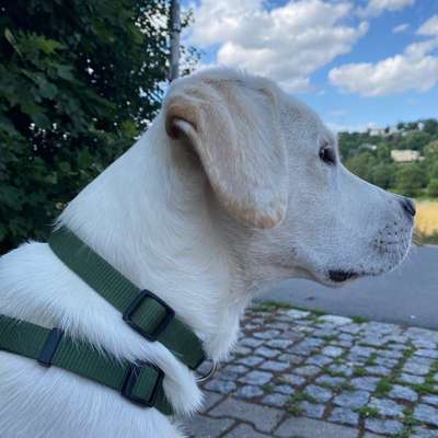 Hundetreffen-Junghundespielen-Bild