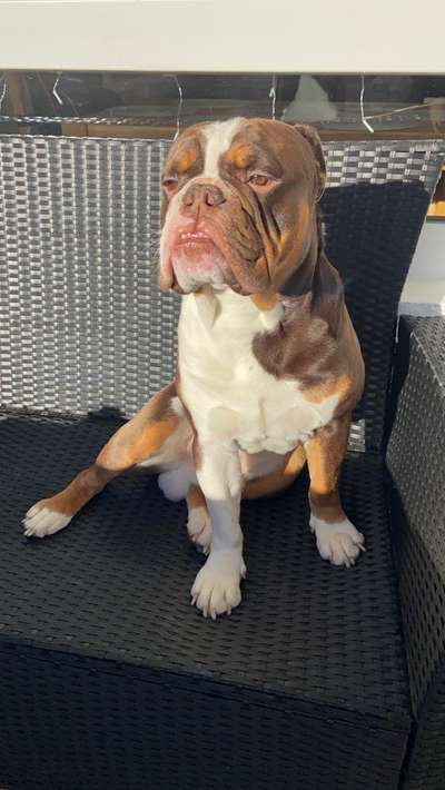 Olde English Bulldogge-Beitrag-Bild