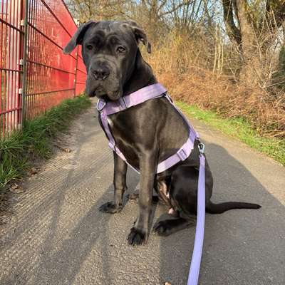 Hundetreffen-Treffen zum Spazieren und Spielen-Bild