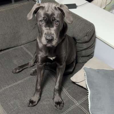 Hundetreffen-Treffen zum Spazieren und Spielen-Bild