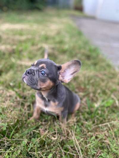 Hundetreffen-Welpen Treffen 12 Wochen alt-Bild