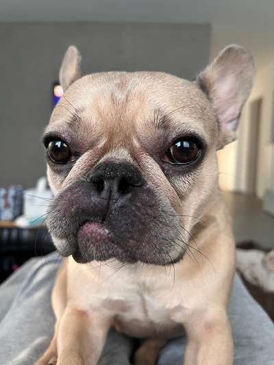 Hundetreffen-Bullygirl Amy sucht Spiel-Freunde in Aalen-Bild