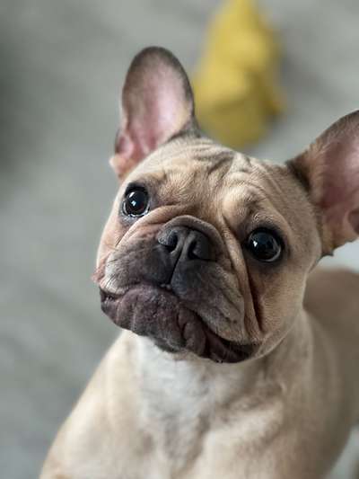 Französische Bulldoggen-Beitrag-Bild