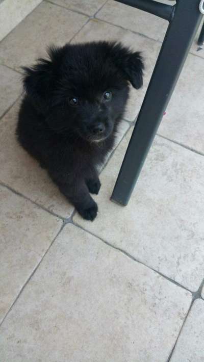 Welpen Bilder !-Beitrag-Bild