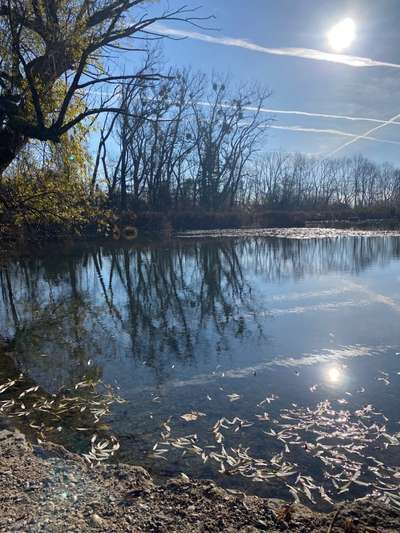 Die wunderschöne Welt mit Hund.-Beitrag-Bild